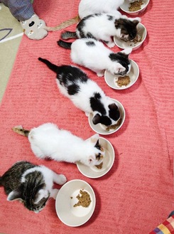 食事中の保護猫＝提供