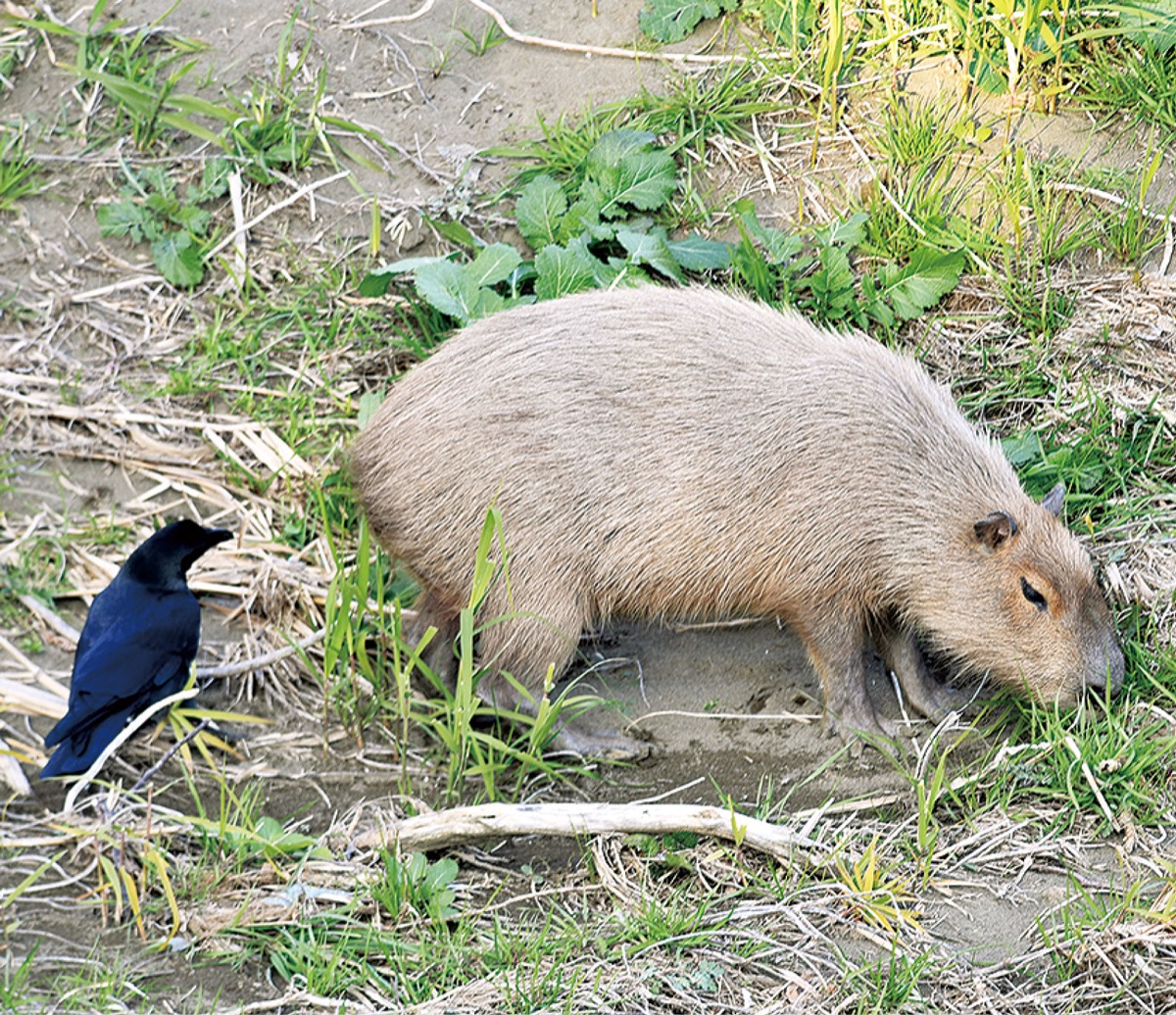 小出川から西目指す？