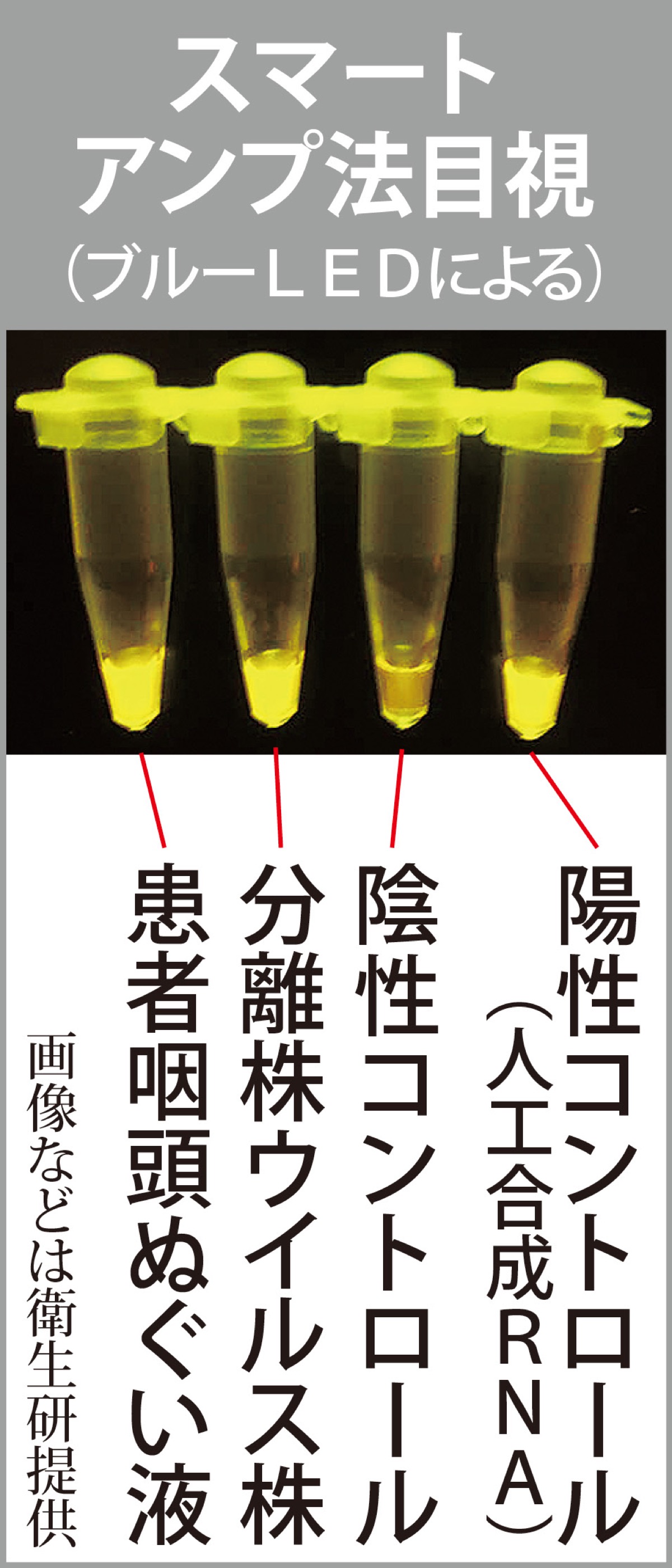 コロナ迅速検出法 (写真2)