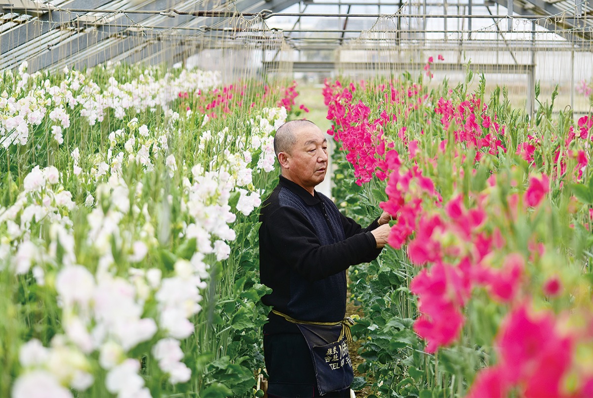 愛の結晶出荷ピーク