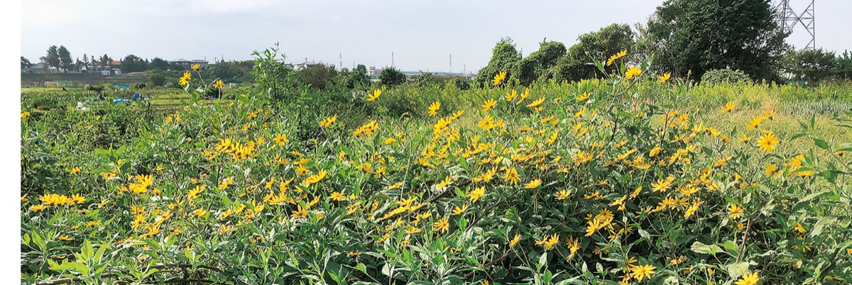 ヒマワリの仲間