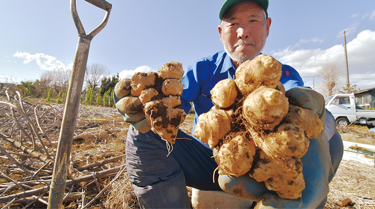 ヒマワリの仲間 (写真2)