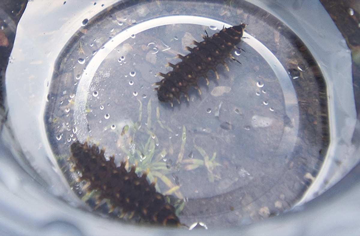 小さな脚で動く幼虫