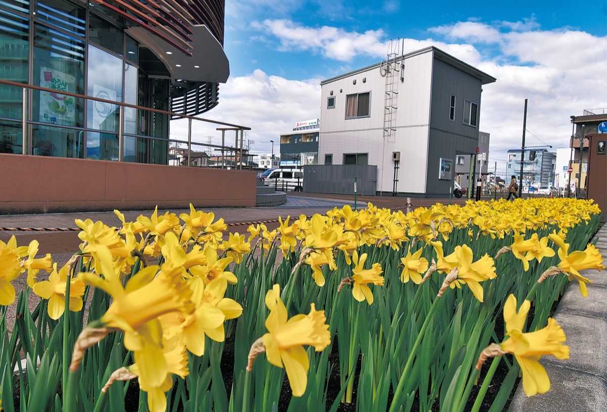 表玄関彩る７５００株