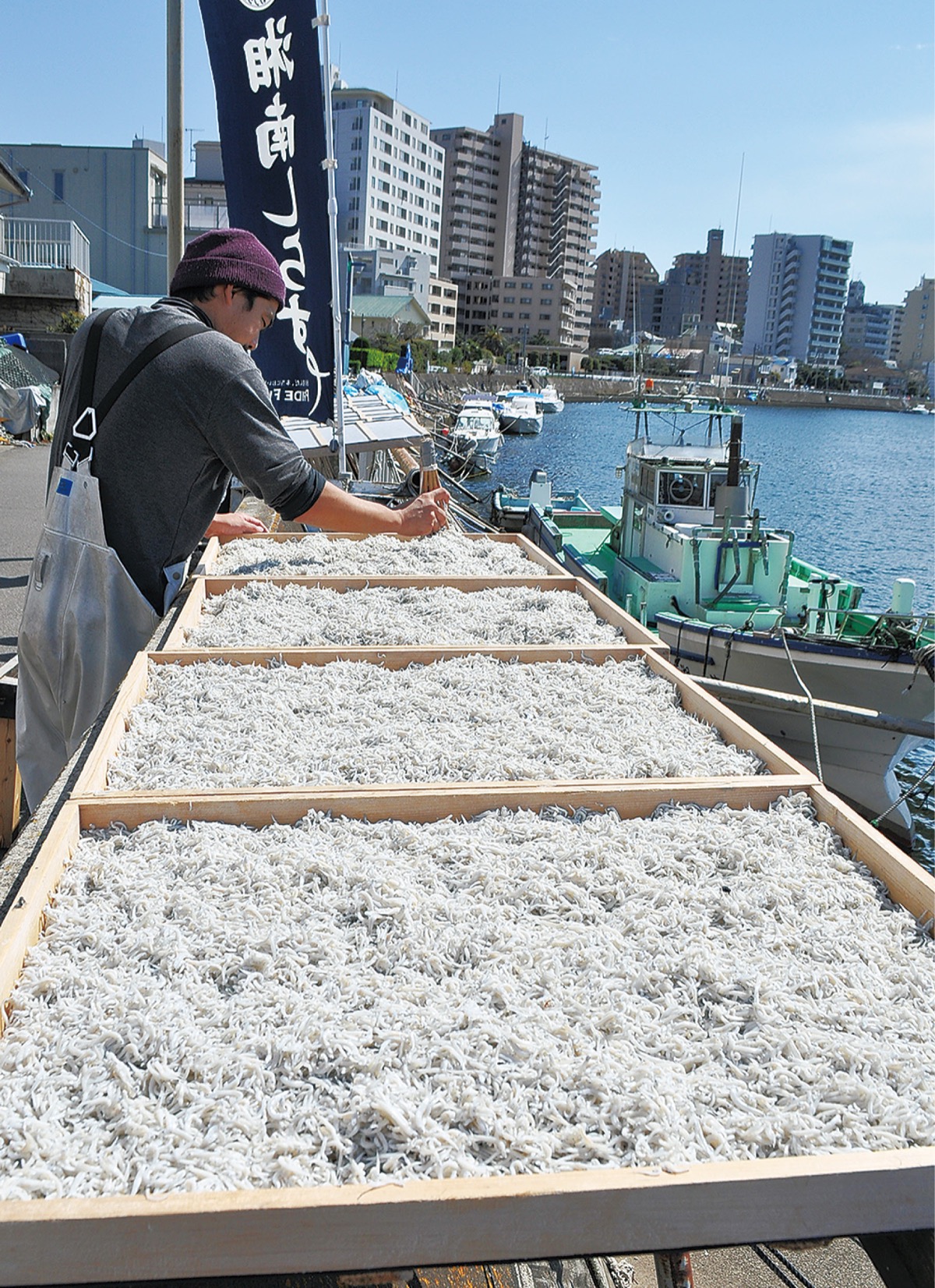 シラス漁 出だし上々 寒川 タウンニュース