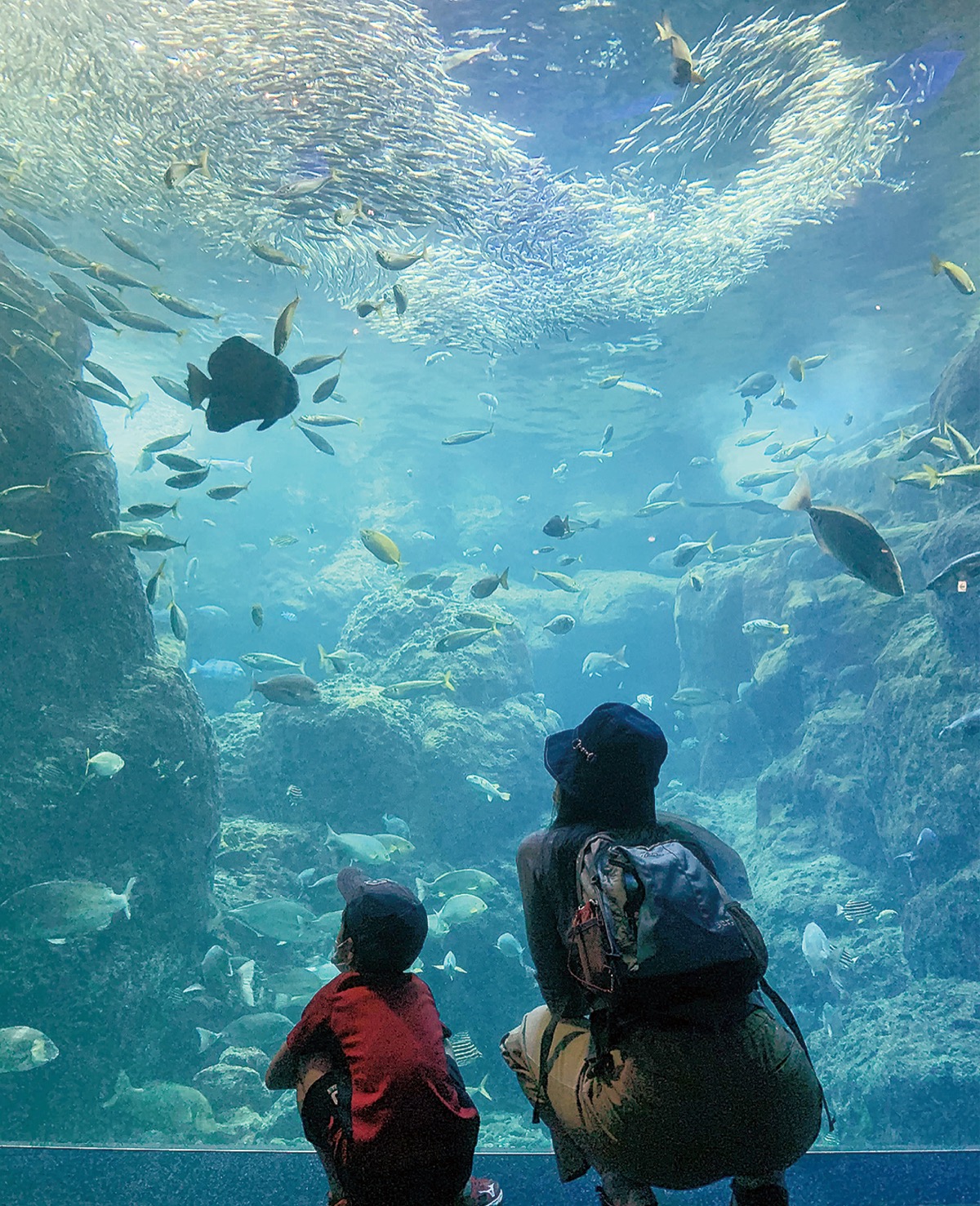 新江ノ島水族館３カ月ぶり再開