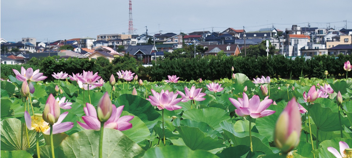 岡田の後藤花園 炎天下で涼しげに 寒川 タウンニュース