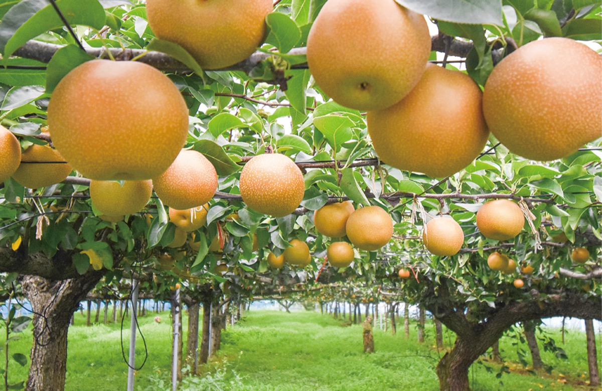 金子果樹園の豊水（８月末撮影）