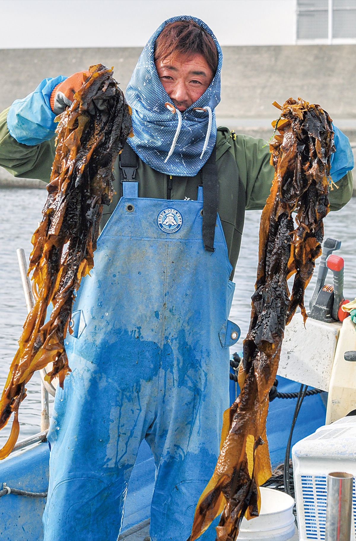 えぼしわかめ収穫期