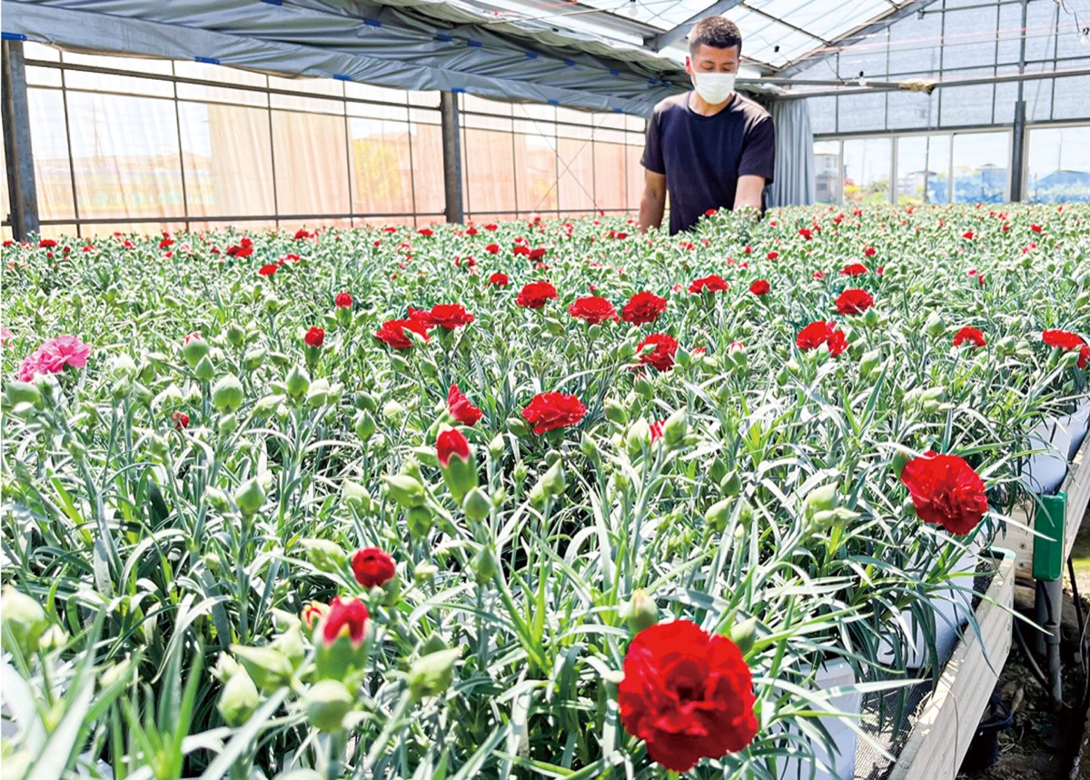 寒川町 カーネーション出荷最盛 母の日前に大忙し 寒川 タウンニュース