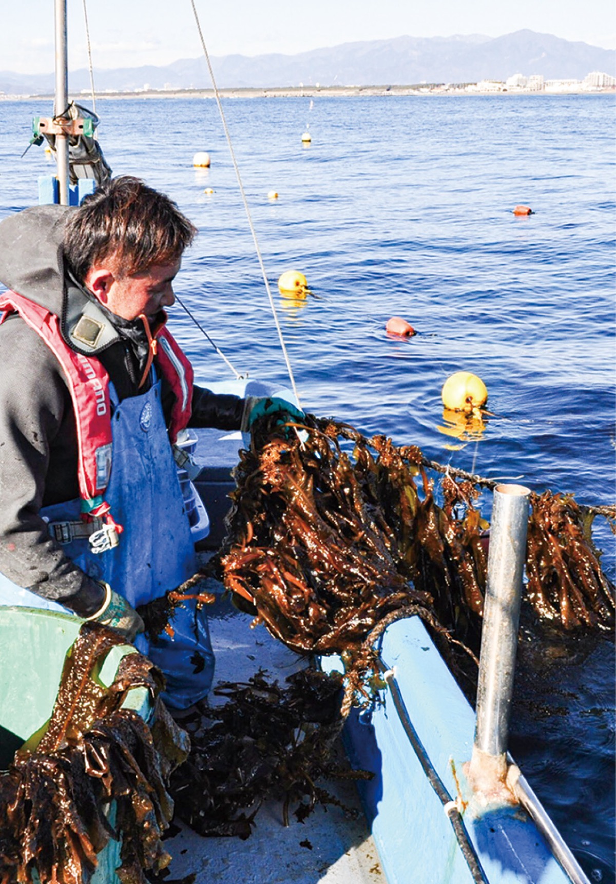 えぼしわかめ収穫始まる