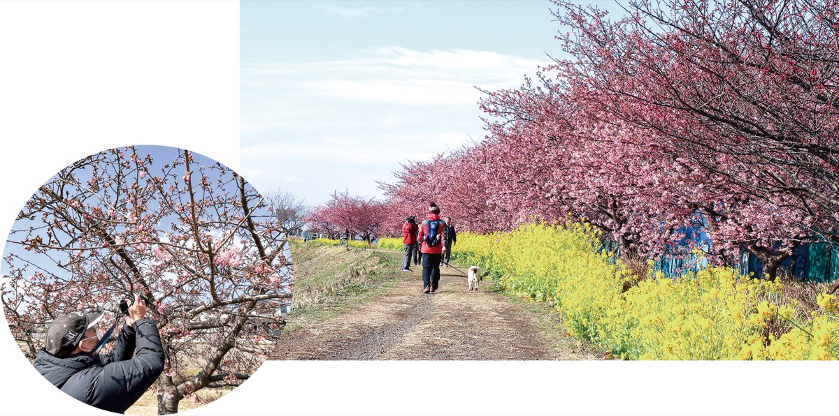 小出川・目久尻川沿い 河津桜と菜の花が見頃 | 寒川 | タウンニュース
