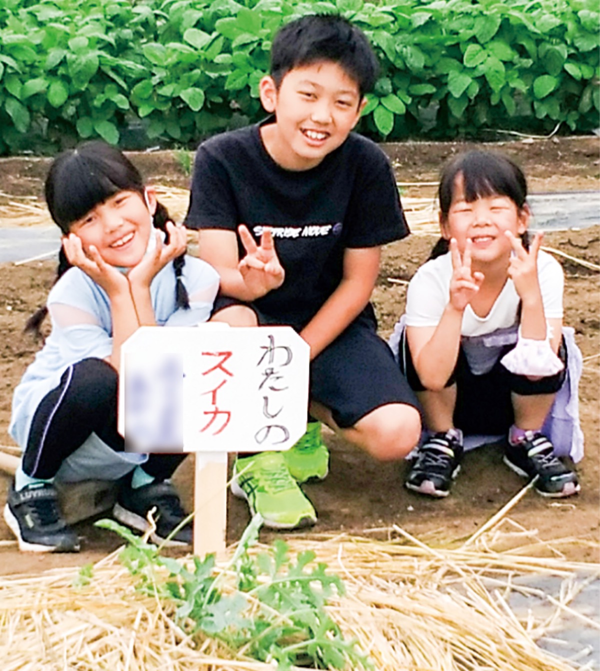 スイカ苗植えに親子25組