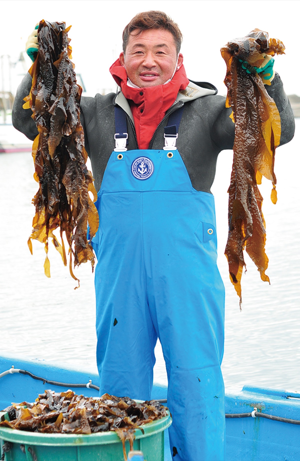 えぼしわかめが収穫期