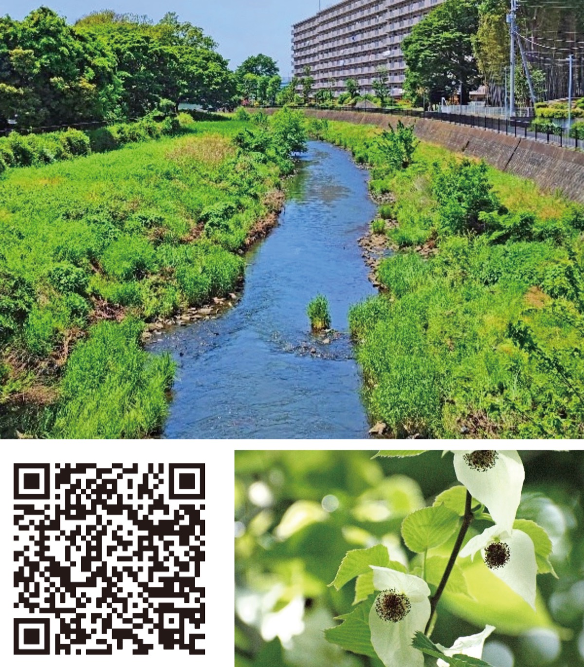 初夏の寒川でフリーウォーク