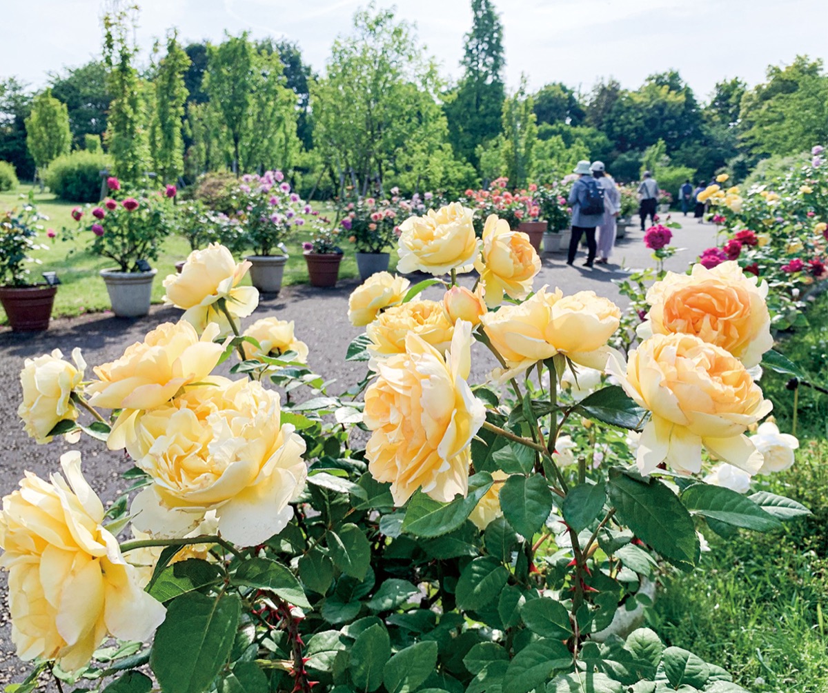 春のローズフェス