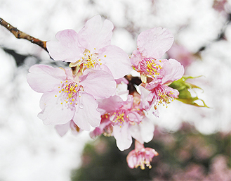 今が見頃の河津桜（野球場の南側で2月28日撮影）