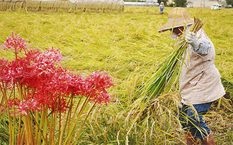 収穫作業に精を出す＝10月１日 寺田縄で撮影