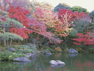 すっかり色づいた総合公園内の日本庭園（12月4日撮影）