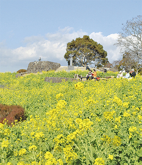 吾妻山公園山頂の斜面に咲く菜の花（12月20日撮影）