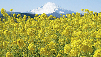 富士山を背に咲き誇る吾妻山の菜の花