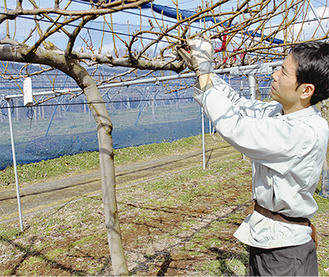 「樹木の樹体ジョイント仕立て法」で育成された梨の木。樹木同士を接木して直線状の集合樹として育てることで、作業の省力化・効率化を実現した。写真は剪定作業を行う農業技術センター職員の関さん