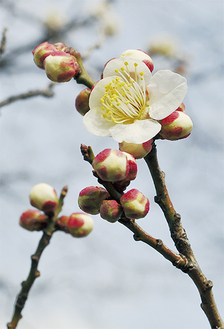 総合公園に咲いている早咲きの白梅（２月27日撮影）