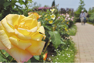 色鮮やかに咲く園内のバラ（５月14日撮影）花菜ガーデン【電話】０４６３・７３・６１７０