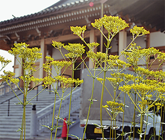 長楽寺に咲く女郎花（おみなえし）