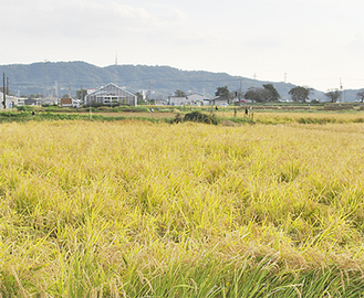 稲作は県下１位の生産量を誇る／8日撮影