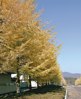 神奈川大学の正門から続くイチョウ並木（11月19日撮影）