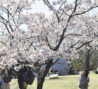 満開の桜に見入る来場者（３月16日撮影）