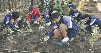 校庭に苗木を植える大洋中の生徒たち