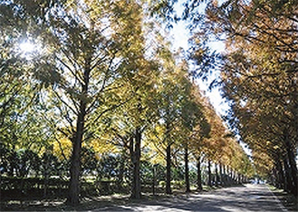 平塚市総合公園「メタセコイアの並木」