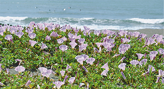 植栽で根付いた浜昼顔（５月16日撮影）