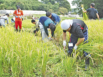 土屋地区の谷戸田で実った稲を刈る参加者