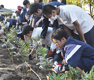 校庭に苗木を植える太洋中学校の生徒たち