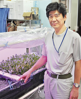 社内研究室でアイメックを利用して栽培する吉岡さん