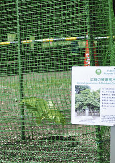 総合公園に植樹されたアオギリ