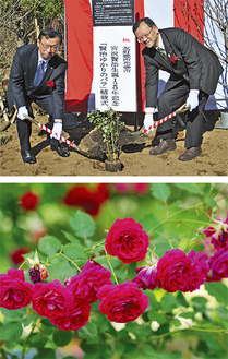 苗を植える両市長（写真上）。秋には真紅の花を咲かせる（写真下）。
