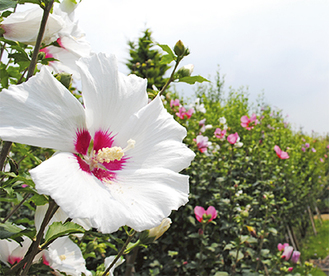 白やピンクなどの花を咲かすムクゲ