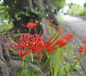 纒緑道に咲くヒガンバナ（纒神社近くで９月１５日撮影）