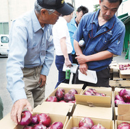 湘南レッド出荷へ