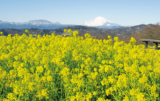 吾妻山山頂に咲く菜の花