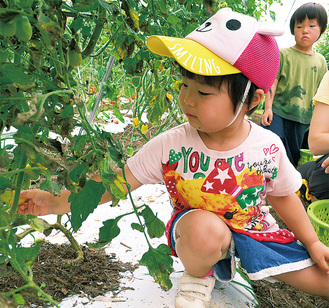ミニトマト「イエローアイコ」を収穫する子供たち