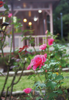 庭園のバラ（17日午後4時撮影）