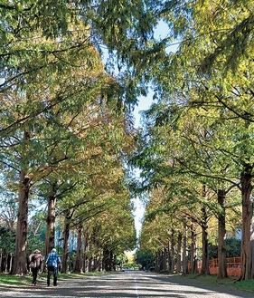総合公園のメタセコイア並木（11月29日撮影）