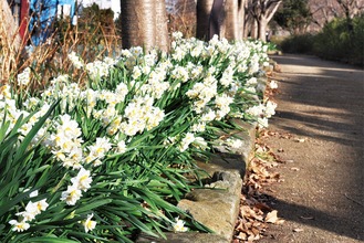 纒緑道に咲くニホンスイセン（２月４日撮影）