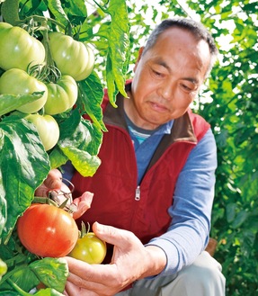 赤く色づいたトマトを収穫する清田さん