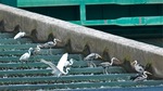 神川橋付近で魚を捕るサギたち